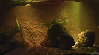 Höhlenbecken von Falk