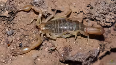 Hoffmannius spinigerus im Terrarium halten