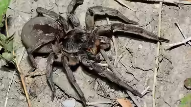 Hogna carolinensis im Terrarium halten