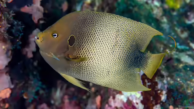 Holacanthus africanus im Aquarium halten