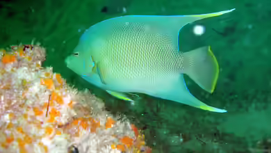 Holacanthus bermudensis im Aquarium halten