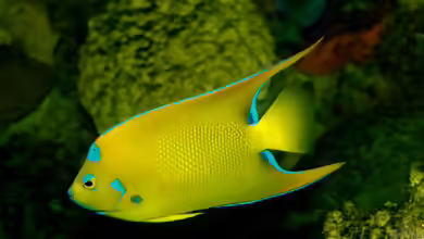 Holacanthus ciliaris im Aquarium halten