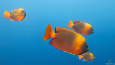 Holacanthus clarionensis im Aquarium halten