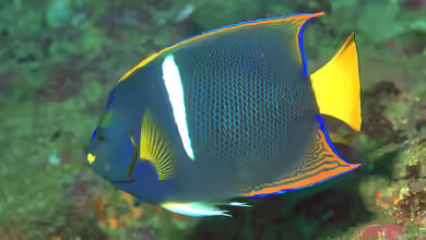 Holacanthus passer im Aquarium halten