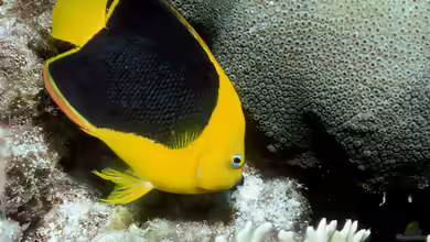 Holacanthus tricolor im Aquarium halten