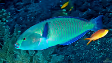 Hologymnosus annulatus im Aquarium halten