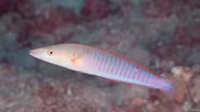 Hologymnosus doliatus im Aquarium halten