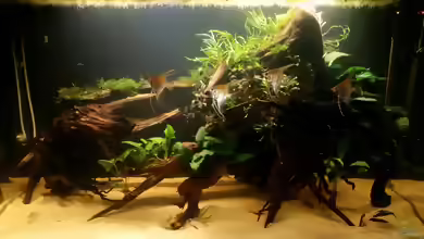 Holz als Deko im Aquarium: Natürlich gestalten, sicher einsetzen und langfristig pflegen