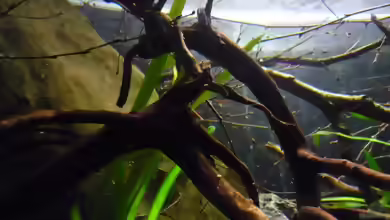 Holz im Aquarium