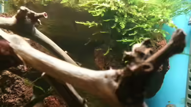 Holz von der Weinrebe: Deko für dein Aquarium