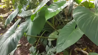 Homalomena-Arten im Terrarium - tropische Blattpflanzen für naturnahe Regenwald-Setups
