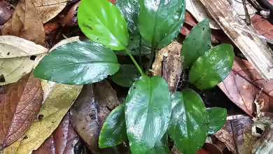 Homalomena humilis im Terrarium pflanzen