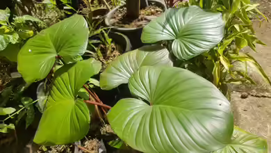 Homalomena rubescens im Terrarium pflanzen