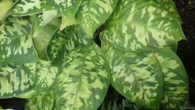 Homalomena wallisii im Terrarium pflanzen