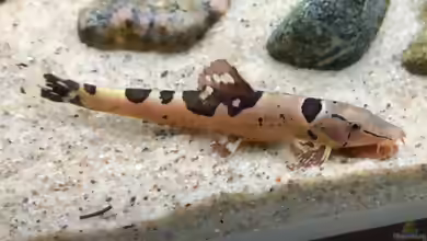 Homaloptera orthogoniata im Aquarium halten