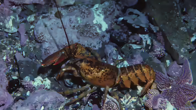 Homarus americanus im Aquarium halten