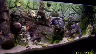 Home of Dicker Udo von Dicker Udo