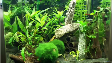 Home of RedFire 40 von Christian Zwick