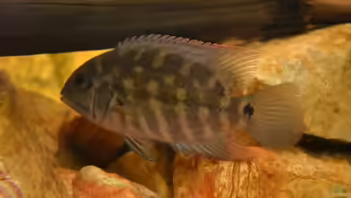 Hoplarchus psittacus im Aquarium halten