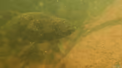 Hoplias curupira im Aquarium halten
