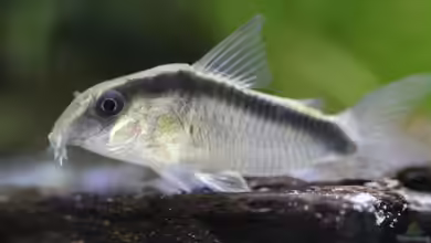 Hoplisoma granti im Aquarium halten