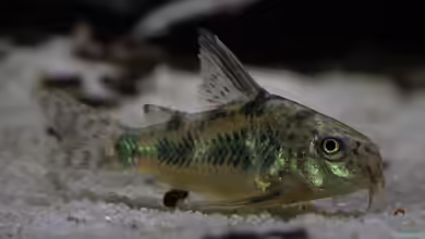 Hoplisoma paleatum im Aquarium halten