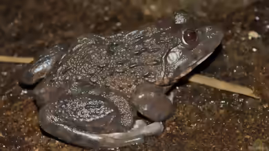Hoplobatrachus chinensis im Terrarium halten