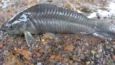 Hoplosternum littorale im Aquarium halten