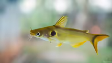 Horabagrus brachysoma im Aquarium halten