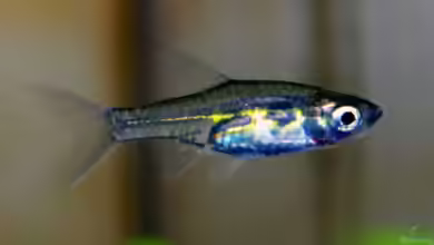 Horadandia atukorali im Aquarium halten
