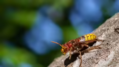 Hornissen im Garten - Kein Grund zur Panik!
