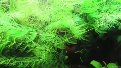 Hornkraut-Ceratophyllum demersum