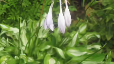 Hosta sieboldii am Gartenteich pflanzen