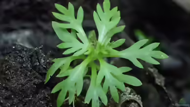 Hottonia palustris im Aquarium pflegen