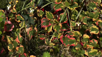 Houttuynia cordata am Gartenteich