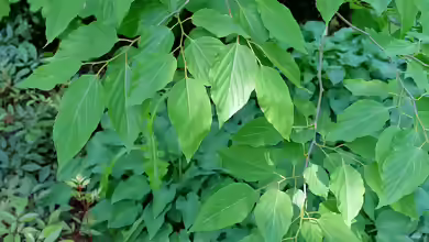 Hovenia dulcis im Garten pflanzen