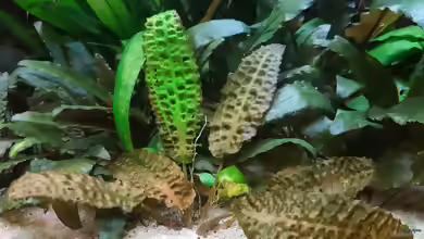 Hudoros Wasserkelch im Aquarium pflegen