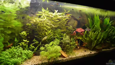 Hühnersuppe von dat_huhn