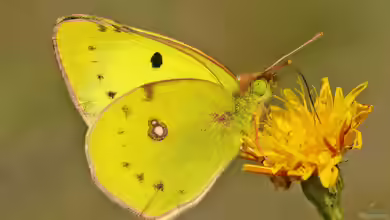 Hufeisenkleegelbling im Garten