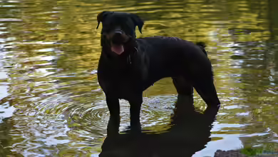 Hunde und Gartenteiche: Sicherheit und Gesundheit im Einklang