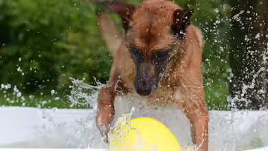 Hundepool - Alles, was du über Planschbecken für Hunde im Garten wissen musst