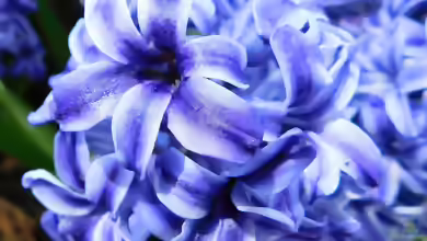 Hyacinthus orientalis im Garten pflanzen