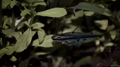 Hyalobagrus ornatus im Aquarium halten