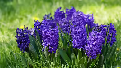 Hyazinthen im Garten pflanzen