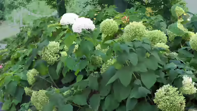 Hydrangea arborescens im Garten pflanzen