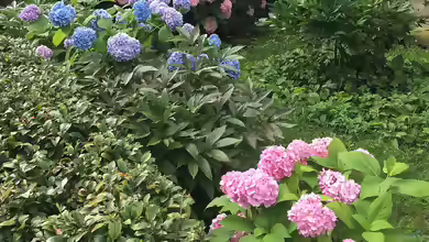 Hydrangea macrophylla im Garten pflanzen