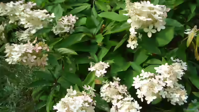 Hydrangea paniculata im Garten pflanzen