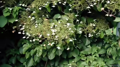 Hydrangea petiolaris im Garten pflanzen