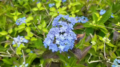 Hydrangea serrata im Garten pflanzen