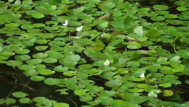 Hydrocharis morsus-ranae im Gartenteich